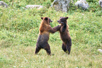 Bears, Bears, & More Bears