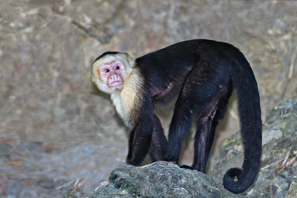 White faced monkey